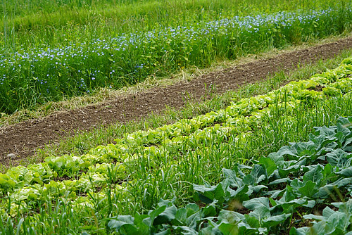 Sur la photo, on voit différentes sortes de légumes cultivés en bandes côte à côte. Entre celles-ci, de l'herbe pousse sur des bandes plus étroites.