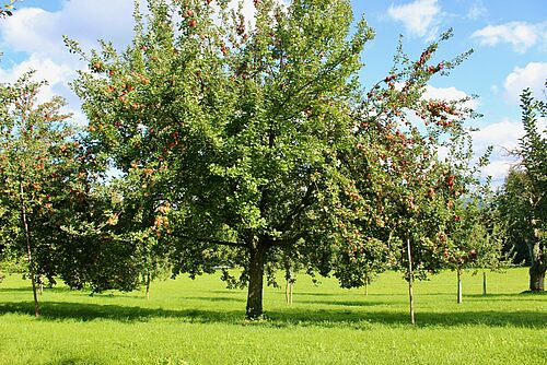 Apfelbaum mit unregelmässigem Behang von reifen Äpfeln