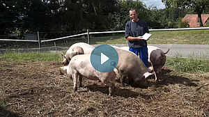 Un homme dans un groupe de porcs dans le champ