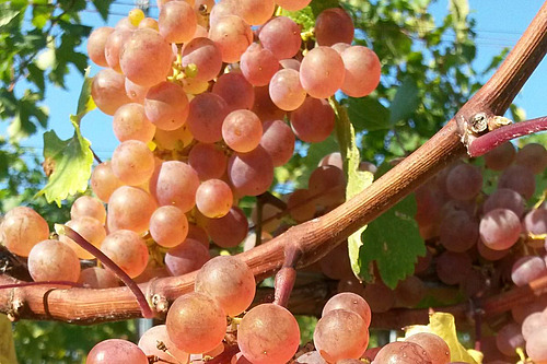 Le Souvignier gris, un cépage résistant aux maladie fongiques. 
