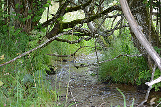 Ruisseau.