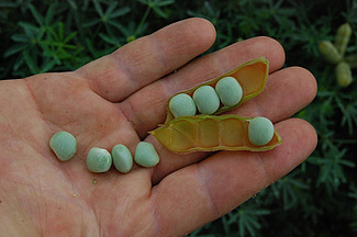 Des lupins dans la paume d'une main.