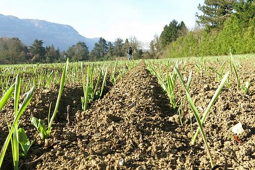 Champs avec une culture de pois et d'orge mélangés sur le site de Mapraz