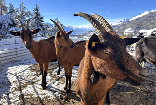 chèvres dans la neige