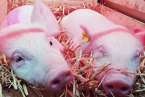 Zwei Ferkel im Stroh