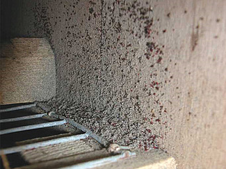 De tels signes démontrent clairement, une pression très forte des poux rouges (Photo: © FiBL, Veronika Maurer)