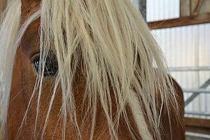 Tête de cheval avec beaucoup de cheveux devant