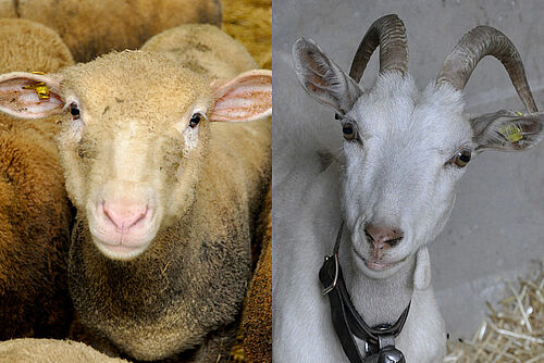 photo à gauche d'un mouton, photo à droite d'une chèvre