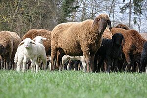 [Translate to Französisch:] Braune Schafe und zwei weisse Lämmer stehen auf einer grünen Wiese.