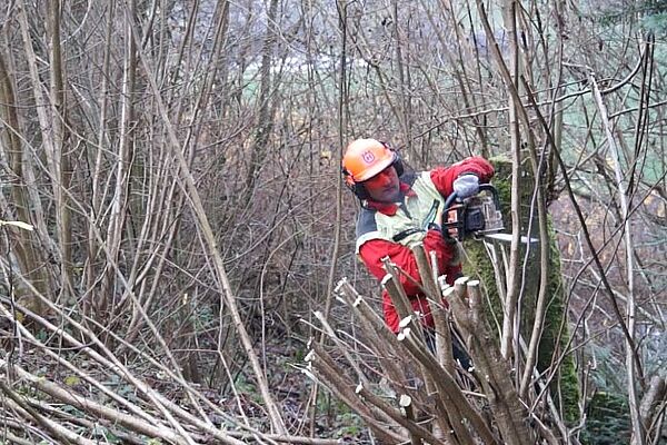 Mann fällt mit Motorsäge einen Haselstrauch