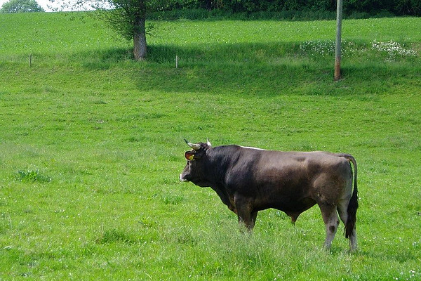 Un taureau dans le pré.