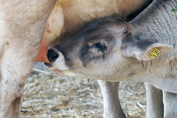 Veau en train de téter sa mère