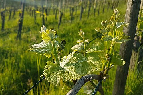 Jeunes sarments de 10 cm de longueur sur un cep de vigne