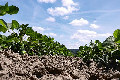 Soja sur le champs sous un ciel bleu avec quelques nuages