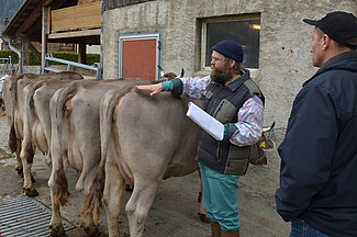 Photo de vaches brunes alignées de dos, l'homme fait un exposé à côté.