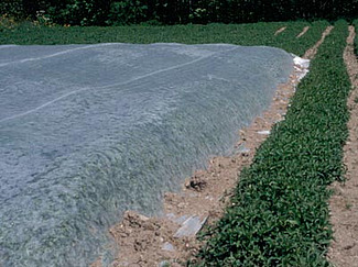 Une partie d'un champ de plantes médicinales est couvert avec un agrotextile blanc