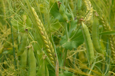 Un épi d'orge et une cosse de pois dans un champ. 