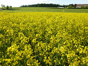 Colza en fleur.