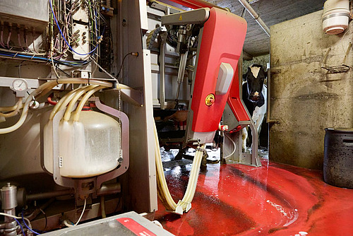 Melkroboter mit Kuh im Hintergrund.