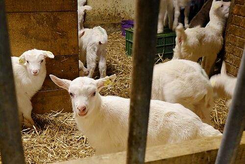 A travers les grilles d'une étable, on aperçoit plusieurs petits agneaux de chèvre blancs.
