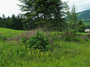 Haies avec buissons, tas de branches et sapins