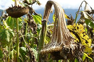 Tournesol presque mûr, les capitules sont presque pourris à cause de la sclérotiniose.