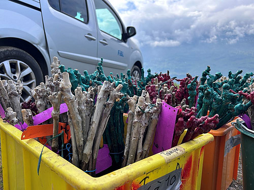 gros plan sur bac de vendange rempli de plants de vigne étiquetés et prêts à être plantés. en arrière plan, la voiture du FiBL.