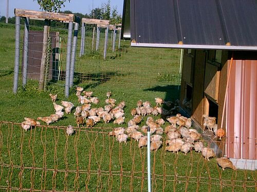 Poulets devant leur maisonnette en bois, dans l'herbe.
Quelques vaches de différentes couleur, couchées dans l'herbe ou debout; en arrière-plan, une chaîne de montagnes.
