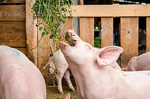 Porc d'engraissement qui attrape du fourrage vert tendu depuis le haut.