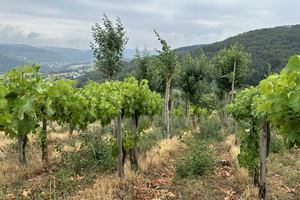  Peupliers dans un vignoble