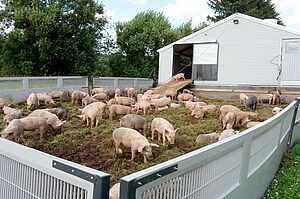 Des porcs à l'intérieur d'une clôture au dehors