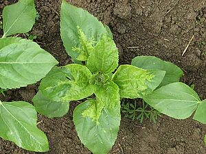 Symptômes du mildiou sur la face supérieure d'une feuille de tournesol