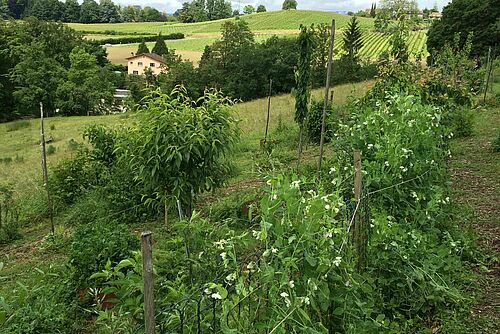 Association de nombreuses plantes et petits arbres divers.