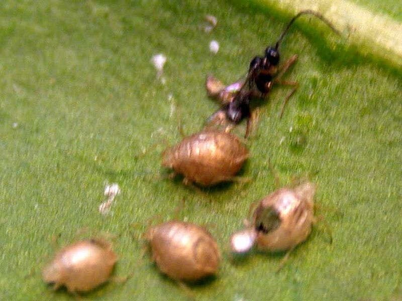 La régulation des pucerons dans les cultures maraîchères de plein air