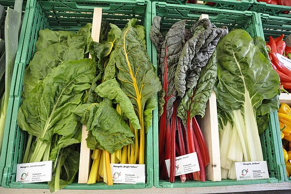 Quatre types de blettes différents dans un étalage de légumes.