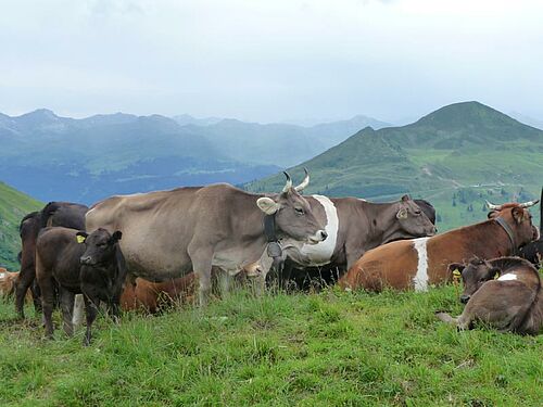 Poulets devant leur maisonnette en bois, dans l'herbe.
Quelques vaches de différentes couleur, couchées dans l'herbe ou debout; en arrière-plan, une chaîne de montagnes.
