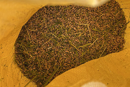 Gelber Sack gefüllt mit frisch gedroschenem Reis.