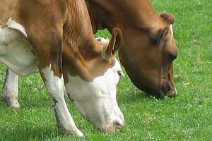 Deux vaches au pâturage