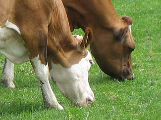 Deux vaches au pâturage.