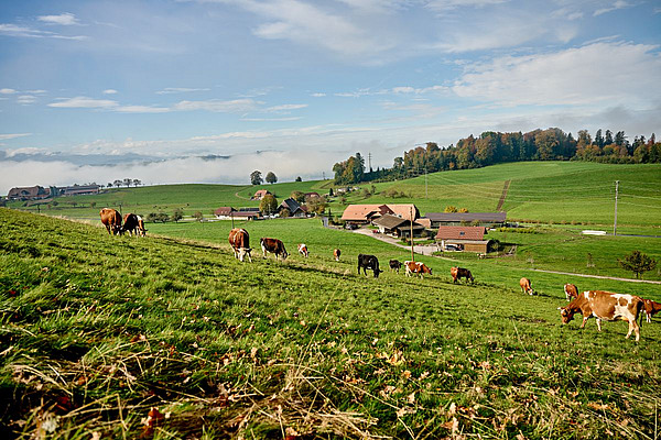 Les bâtiments du Gysihof au milieu de collines verdoyantes où paissent des vaches.