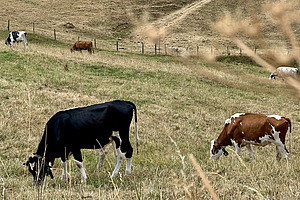 Des vaches paissent dans un pré aux herbes jaunies.