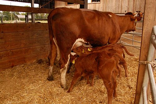 Vache brune avec son veau dans la paille d'une étable