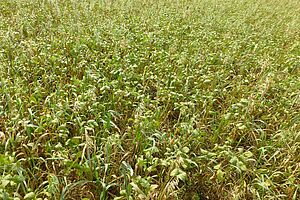 Soja très court dans un champ, en mélange avec des plantes d'avoine.