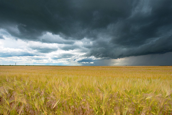 Un champ de céréales jaunes contraste fortement avec le ciel couvert de nuages de pluie sombres.