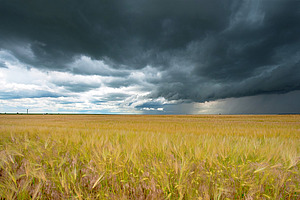 Un champ de céréales jaunes contraste fortement avec le ciel couvert de nuages de pluie sombres.