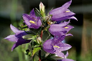 Fleur en forme de cloche de couleur lilas.