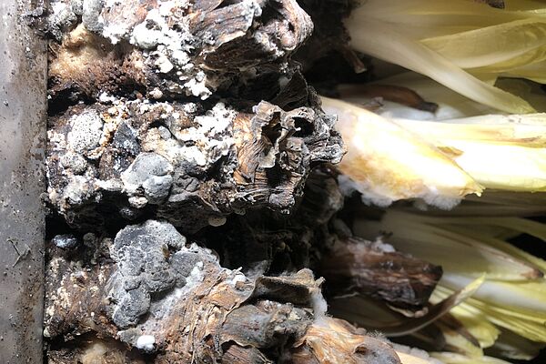 Racines d'endives atteintes d'un champignon blanc-grisâtre et duveteux.