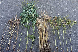 Plantes de lupin, de triticale et de moutarde posées sur la route.