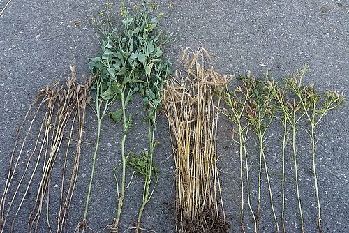 Plpantes d elupin, de triticale et de moutarde posées sur la route