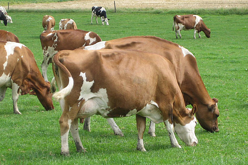 des vaches sur le pâturage